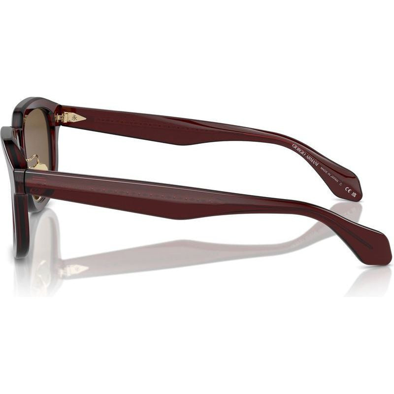 AR8206, Transparent Brown/Dark Brown Lenses